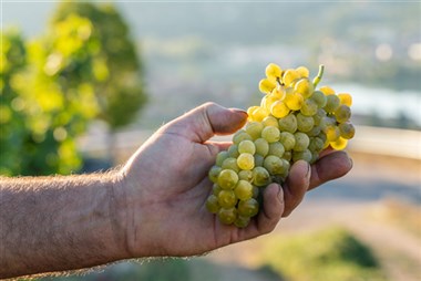 Cepage Marsanne 