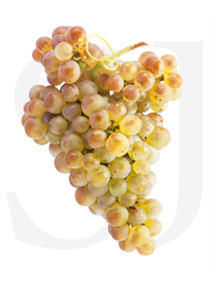 marsanne.png