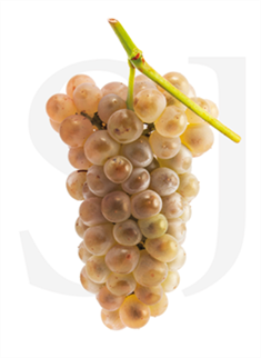 roussanne.png