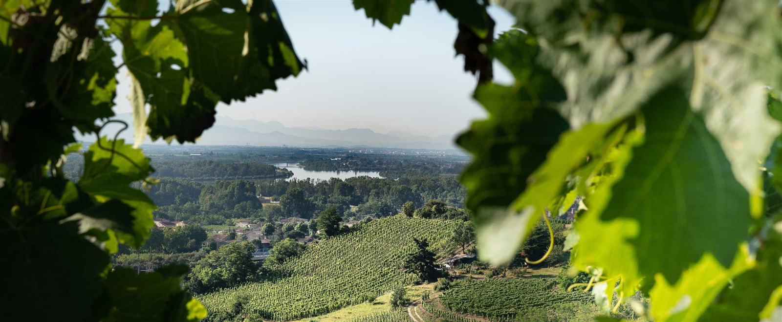 Appellation SaintJoseph Cru des Côtes du Rhône septentrionales